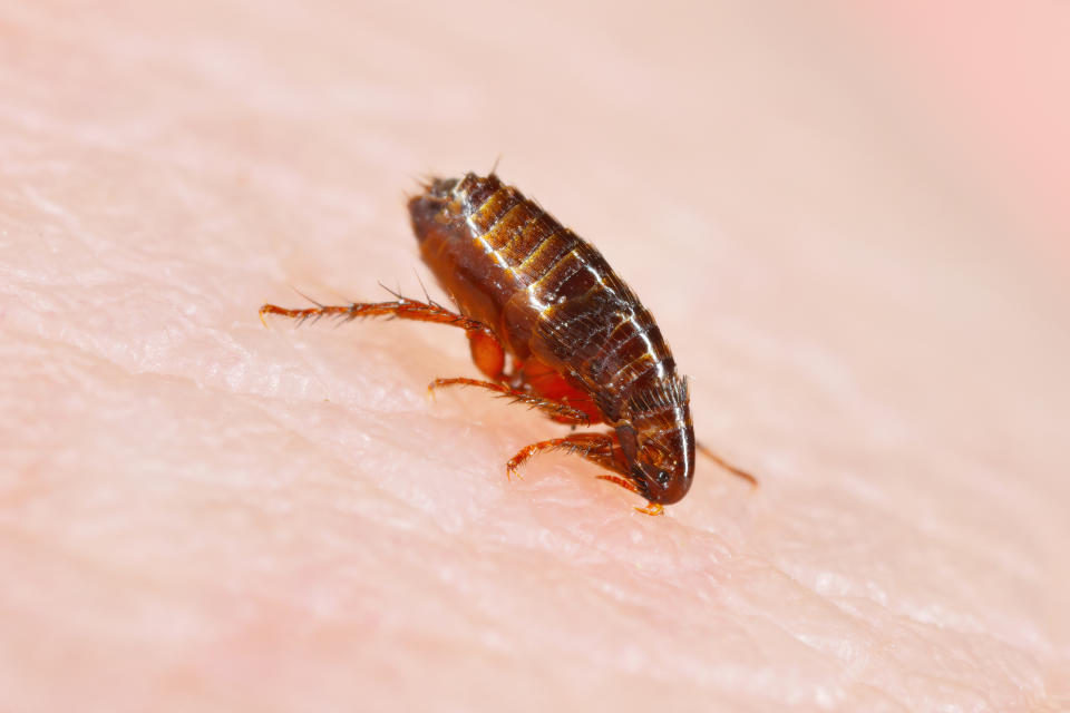 A close-up of a flea biting and drinking blood from a human's skin. (Photo via Getty Images)