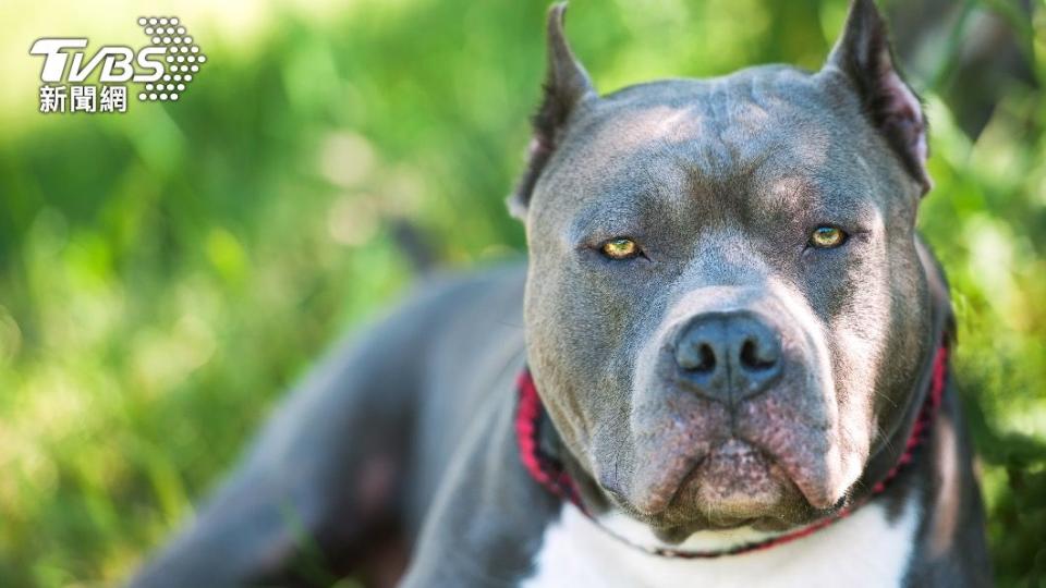 過去曾發生很多起比特犬咬傷人、畜的事件。（示意圖／shutterstock達志影像）