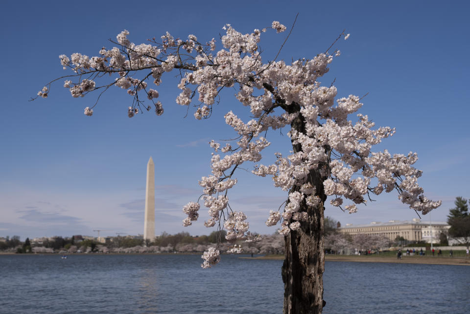 FILE - The Washington Monument is visible behind a cherry tree affectionally nicknamed 'Stumpy', March 19, 2024 in Washington. Japan is giving the U.S. 250 new cherry trees to help replace the hundreds that will be ripped out this summer as construction crews work to repair the crumbling seawall around the capital Tidal Basin. Japanese Prime Minister Fumio Kishida made the announcement as he makes an official visit to Washington. (AP Photo/Andrew Harnik, File)