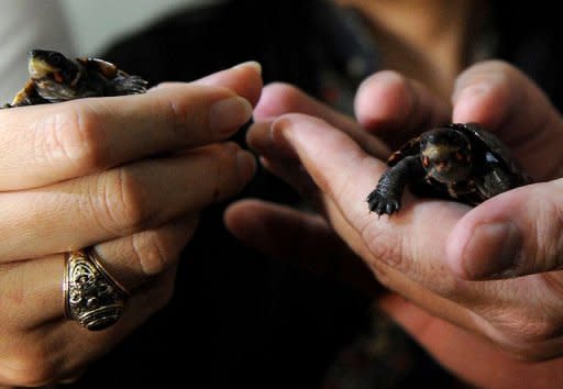 Critically endangered Philippine pond turtles arrive in Manila. Three environment department workers arrived at Manila international airport carrying the turtles in a wooden crate more than two months after they were recovered from a Chinese smuggler in February