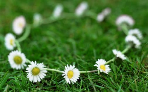 Daisy chain (Bellis perennis)  - Getty Images Fee