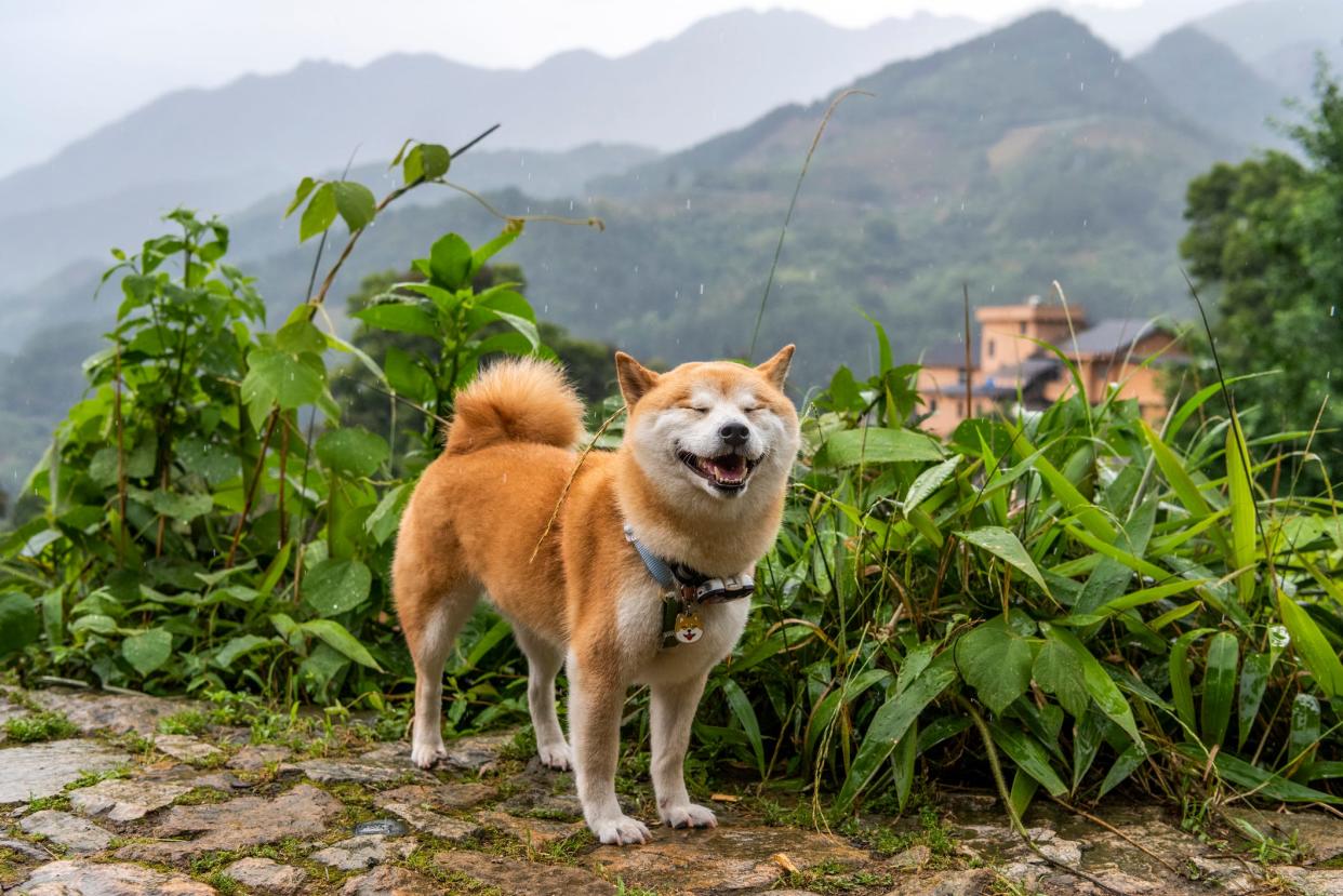 Shiba Inus leben im Durchschnitt 14,6 Jahre, so die Studie. - Copyright: feng xu/Getty Images