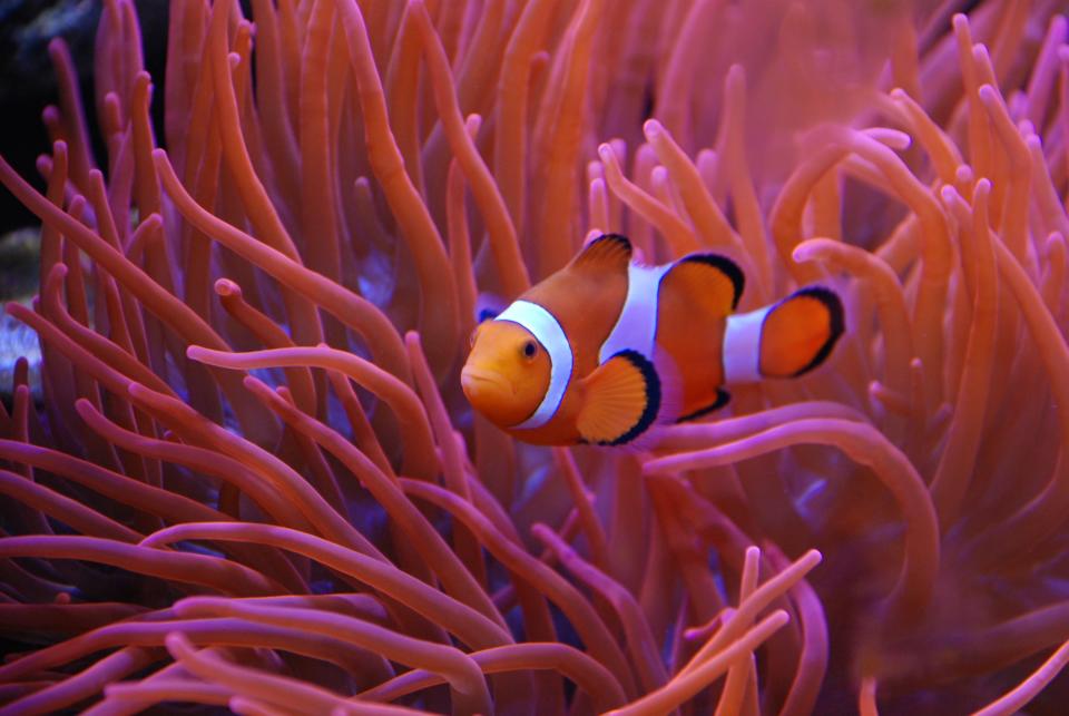 Clownfish