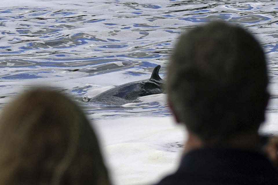 A Minke whale, which was freed on Sunday after it became stuck on Richmond lock's boat rollers but has remained in the Thames, is seen near Teddington Lock in London, Monday, May 10, 2021. A Port of London Authority spokesperson said a whale had never been seen this far up the Thames before, some 95 miles from its mouth. (Yui Mok/PA via AP)