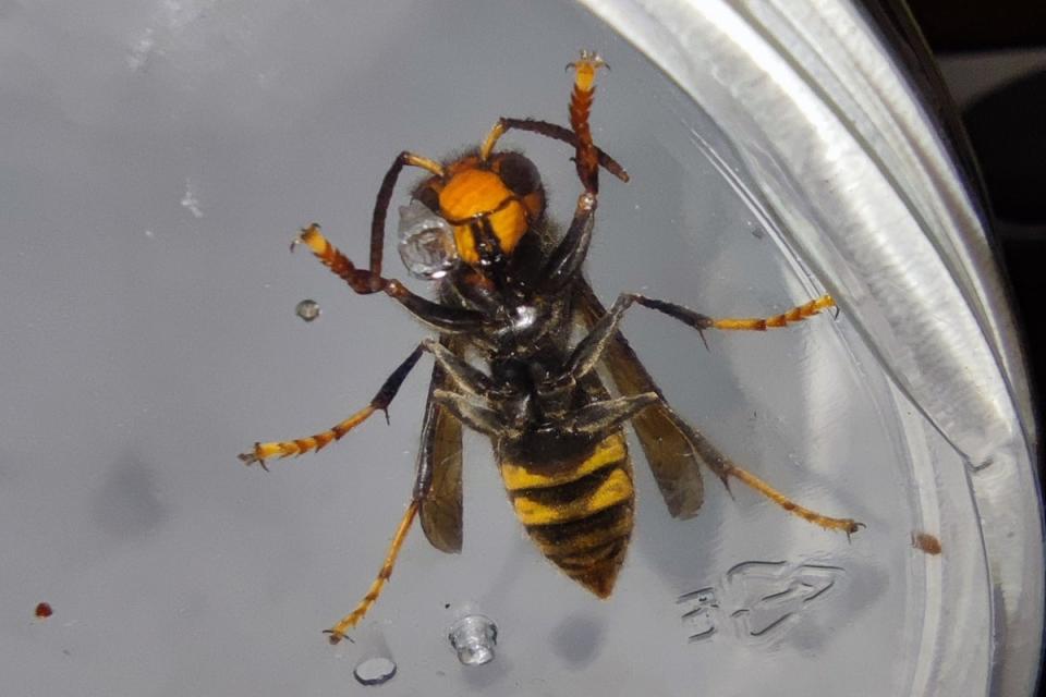 Asian hornets have distinctive yellow legs, and prey on honey bees and other insects (Joel Soo)