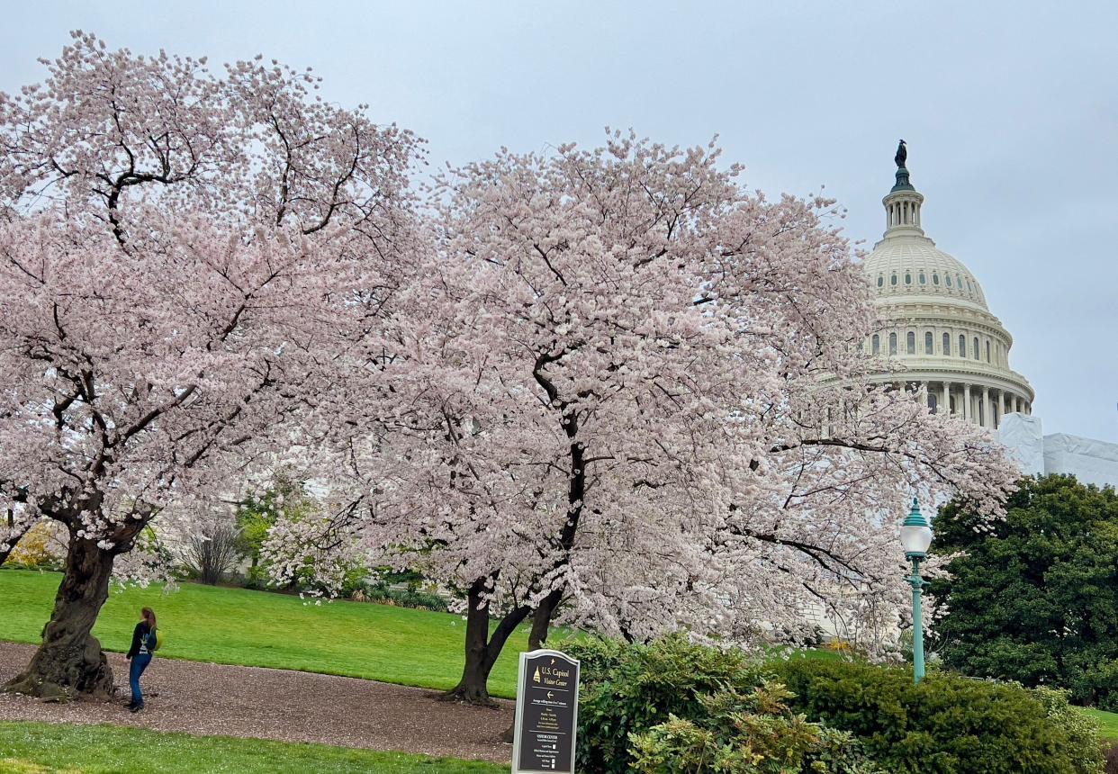 The US Capitol is seen through cherry blossoms in Washington, DC, on March 27, 2023.