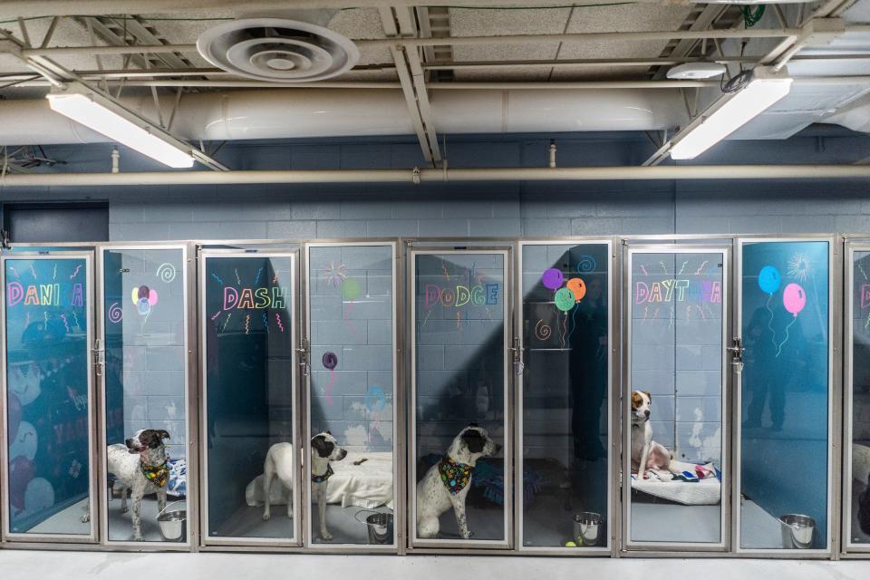 Four of six dogs sit in their kennels after celebrating their first birthdays during a birthday PAW-ty in their honor at the Macomb County Animal Control in Clinton Township on Wednesday, Jan. 17, 2024. The puppies were born at an Oakland County rescue and were 10 weeks old when they arrived at Macomb County Animal Control having grown up there while waiting for their case in court where criminal charges were filed against the rescue owner, who refused to take them back.