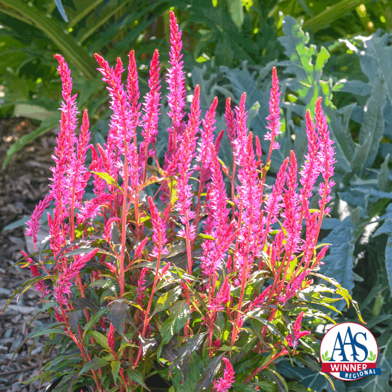 All-American Selection winner Celosia Kelos Candela Pink plants are unique, tall, hot pink and deer resistant. Celosia is a heat-loving annual for color all summer long. Plant it in the sun and provide water if the weather is dry.