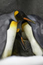 Gay King Penguins with new baby