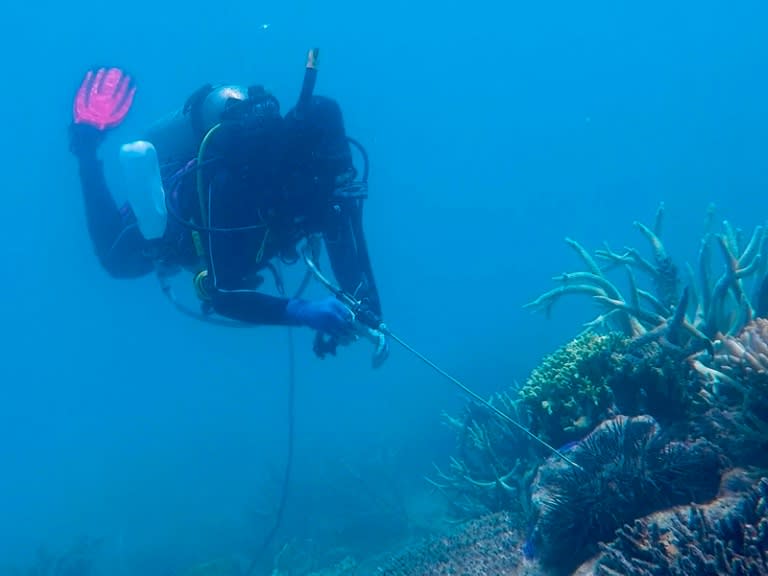 A diver injects a crown-of-thorns starfish with vinegar on the Great Barrier Reef in the hopes of culling the predatory pest, which consumes coral faster than it can be regenerated