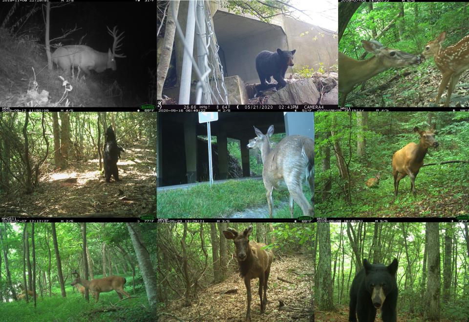 Black bear, white-tailed deer, and elk were the focal species of a three-year study by National Parks Conservation Association and Wildlands Network to discover where animals were trying to cross, where they were succeeding, and where they were perishing in wildlife–vehicle collisions. In July, the organizations published an 86-page report providing science-driven recommendations for state departments of transportation to make a 28-mile stretch of Interstate 40 between Asheville and Knoxville safer for wildlife and humans.