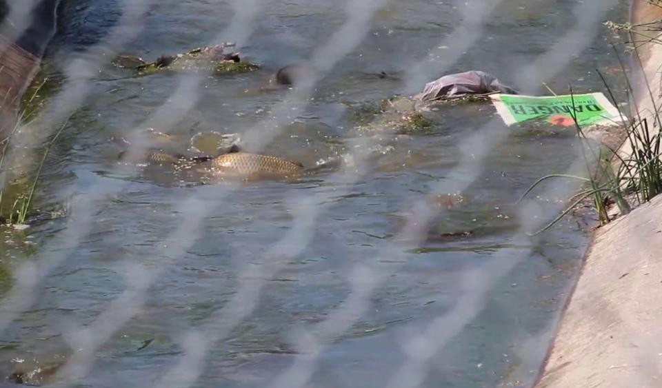 Carp exhibit spawning behaviour in Windsor's Grand Marais Drain in May 2023.