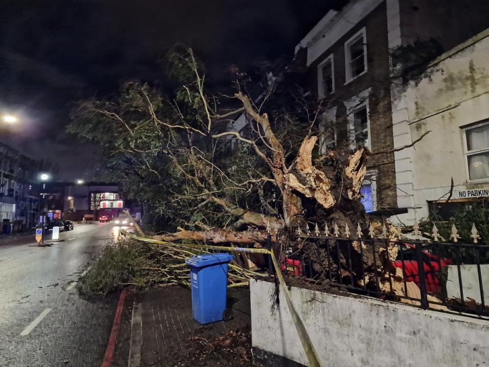 A fallen tree in Forest Hill, London during Storm Henk (PA)