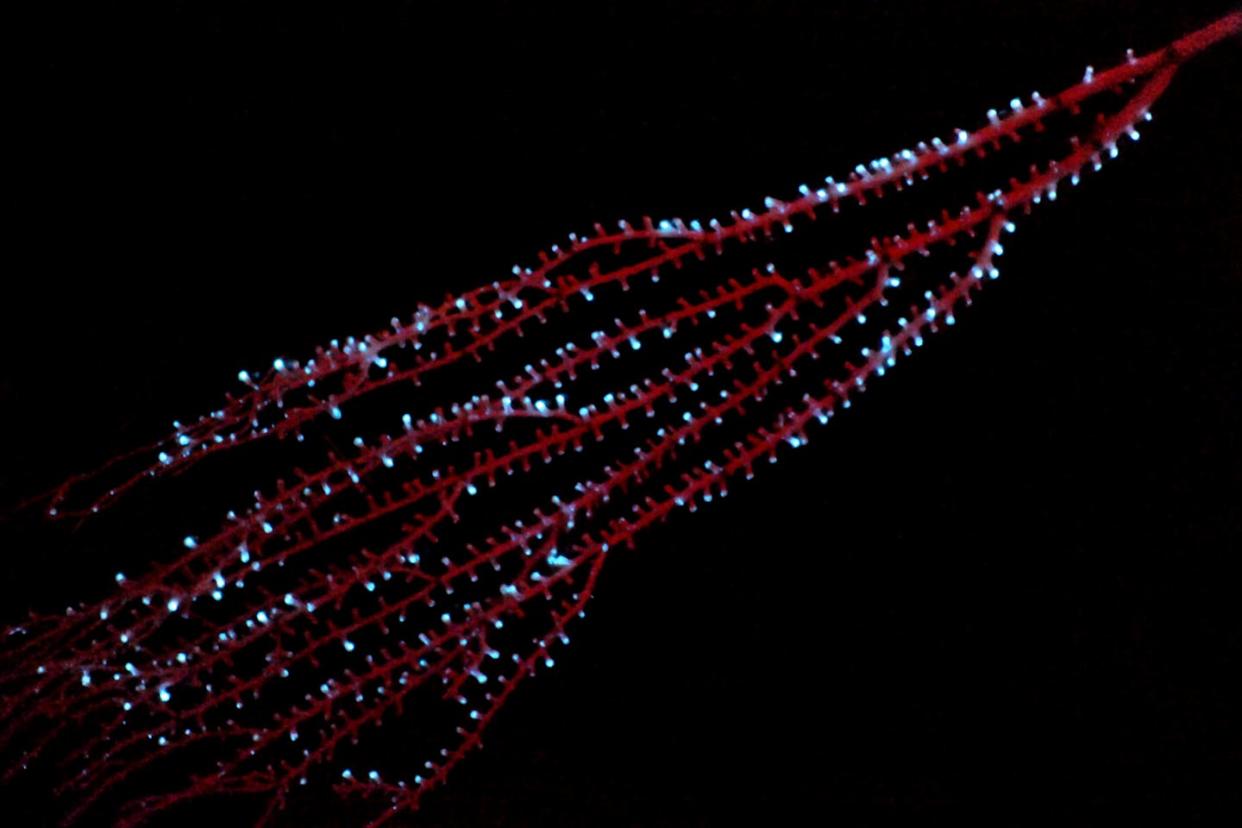 The bamboo coral _Isidella_ displaying bioluminescence in the Caribbean in 2009. Sönke Johnsen, <a href="http://creativecommons.org/licenses/by-nd/4.0/" rel="nofollow noopener" target="_blank" data-ylk="slk:CC BY-ND;elm:context_link;itc:0;sec:content-canvas" class="link ">CC BY-ND</a>