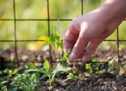 <body> <p>If you're interested in more gardening tips, consider: </p> <p><a rel="nofollow noopener" href=" http://www.bobvila.com/slideshow/9-natural-ways-to-kill-weeds-45747#.VV5MRmTBzGc?bv=yahoo" target="_blank" data-ylk="slk:9 Natural Ways to Kill Weeds;elm:context_link;itc:0;sec:content-canvas" class="link ">9 Natural Ways to Kill Weeds</a> </p> <p><a rel="nofollow noopener" href=" http://www.bobvila.com/slideshow/10-zero-dollar-garden-hacks-48855?slide_name=diy-irrigation#.VV5NWWTBzGc?bv=yahoo" target="_blank" data-ylk="slk:10 "Zero Dollar" Garden Hacks;elm:context_link;itc:0;sec:content-canvas" class="link ">10 "Zero Dollar" Garden Hacks</a> </p> <p><a rel="nofollow noopener" href=" http://www.bobvila.com/slideshow/8-ways-to-combat-garden-pests-48897?bv=yahoo" target="_blank" data-ylk="slk:8 Ways to Combat Garden Pests;elm:context_link;itc:0;sec:content-canvas" class="link ">8 Ways to Combat Garden Pests</a> </p> </body>