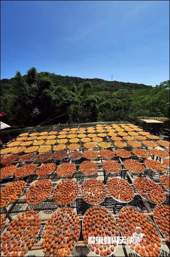 《新竹新埔美食景點》2014新埔柿餅節．味衛佳觀光果園曬柿餅．新埔客運對面板條炒大腸．新北三鶯陶花源彩虹風車一日遊