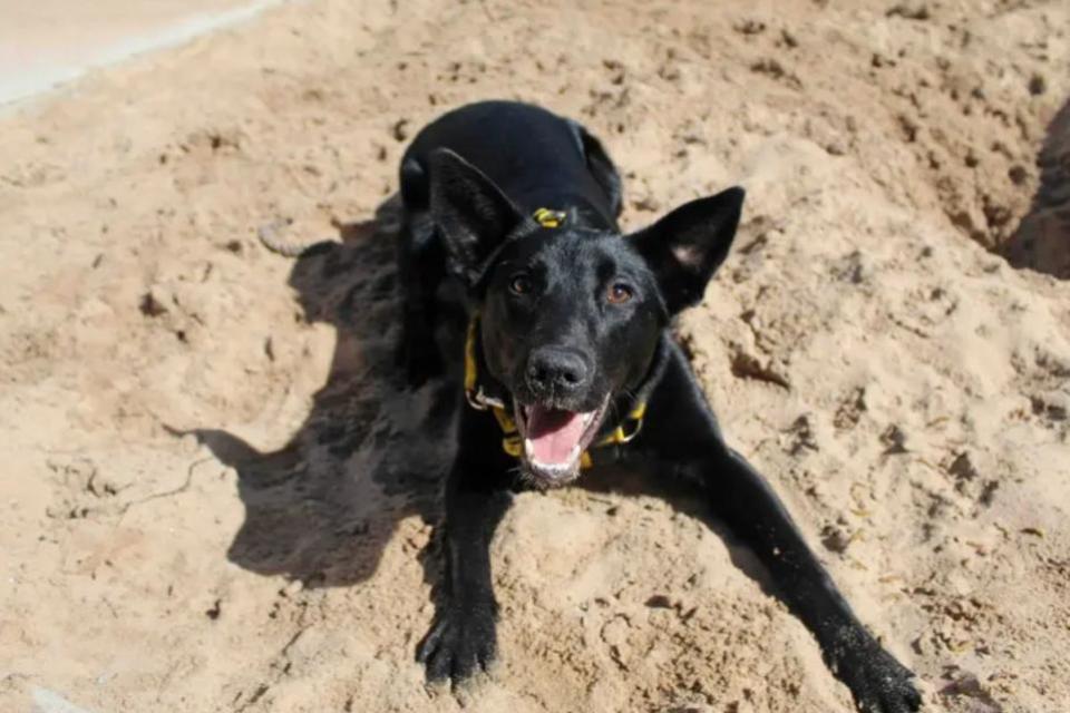 The Northern Echo: Lenny Credit: DOGS TRUST