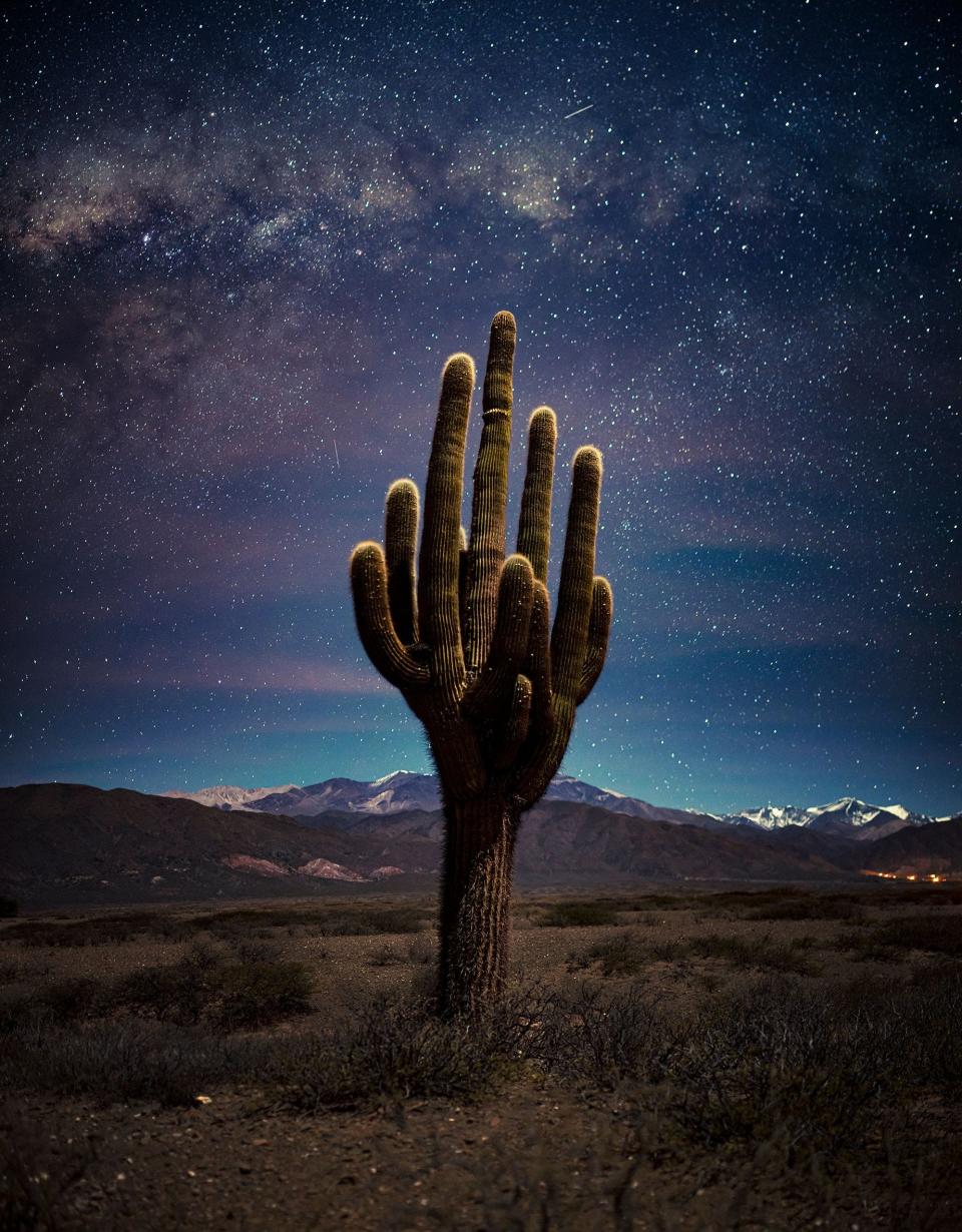 A cactus against the night sky