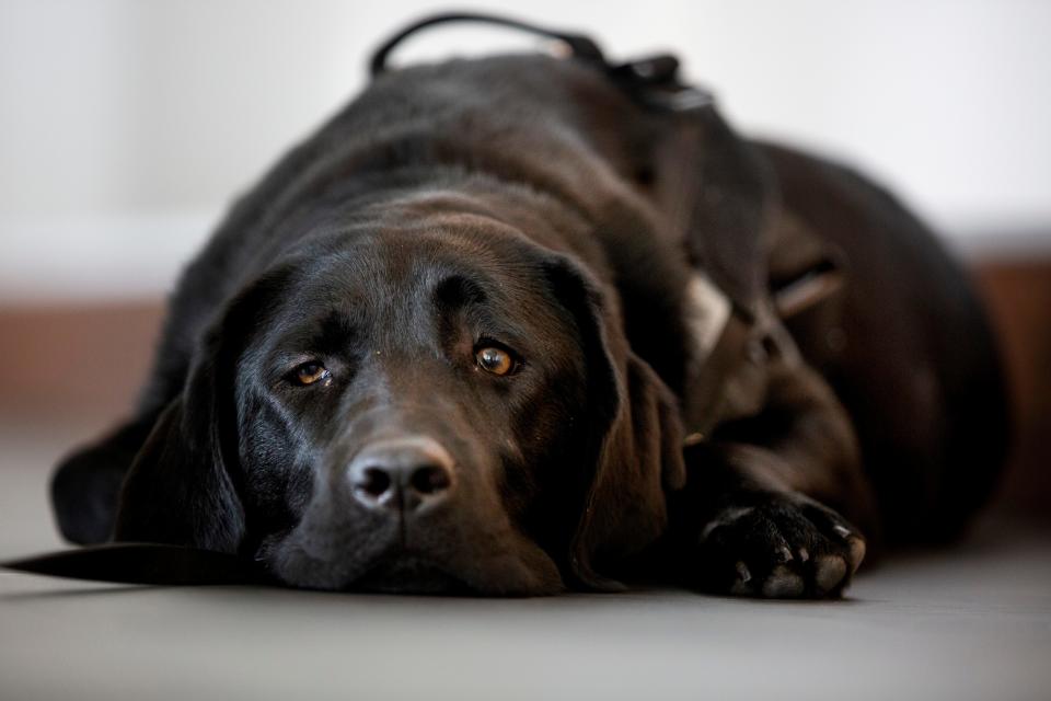 Brigid the comfort canine rests on the floor of a conference room at the Salem Police Department. Brigid's role is to boost morale around the department.