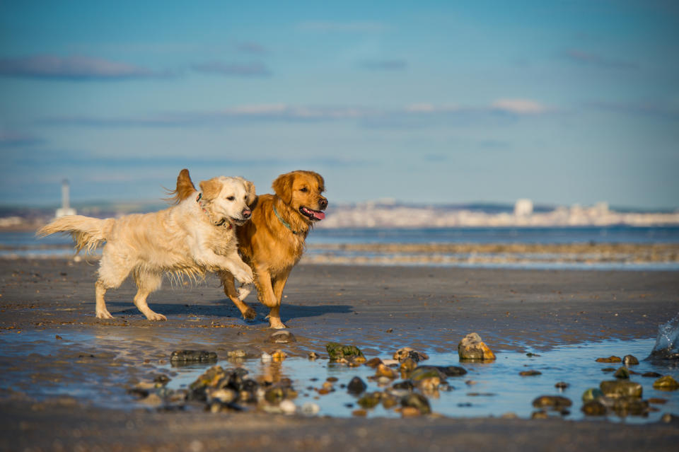 Zwei Golden Retriever rennen am Strand
