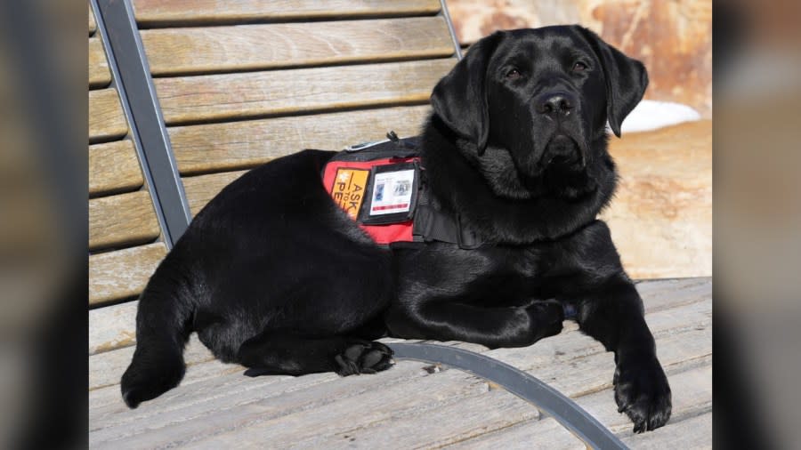 Buddy, a crisis response police therapy dog, sits on a bench in the sun