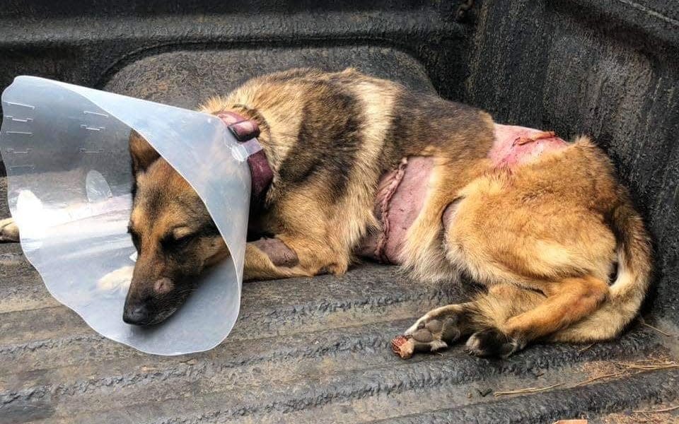 Akita has made a strong recovery since the attack and is now