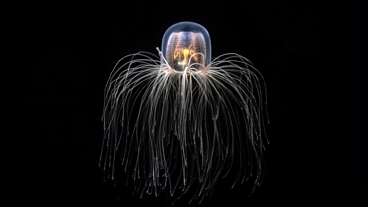  An immortal jellyfish Turritopsis dohrnii floating on a black background. 