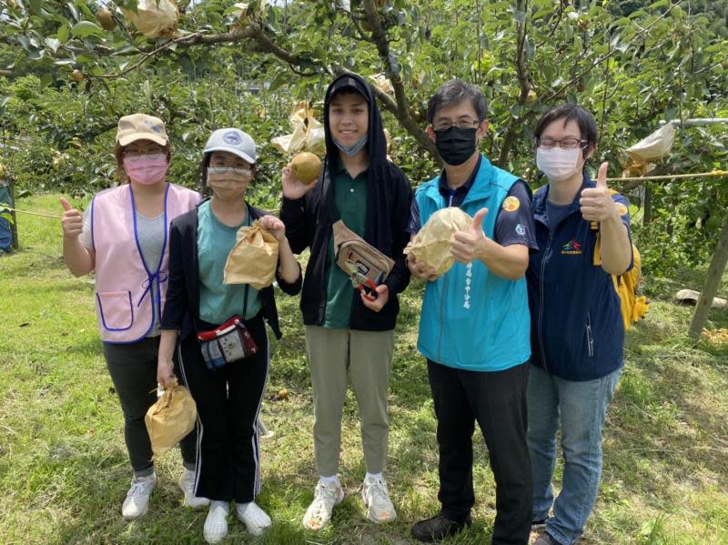 夏季東勢山城正夯　體驗採梨消暑小旅行