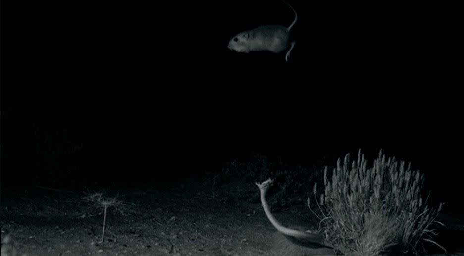 Kangaroo rats have the ability to leap quickly away from attacking snakes, and even kick the reptiles in self-defense, new research shows.