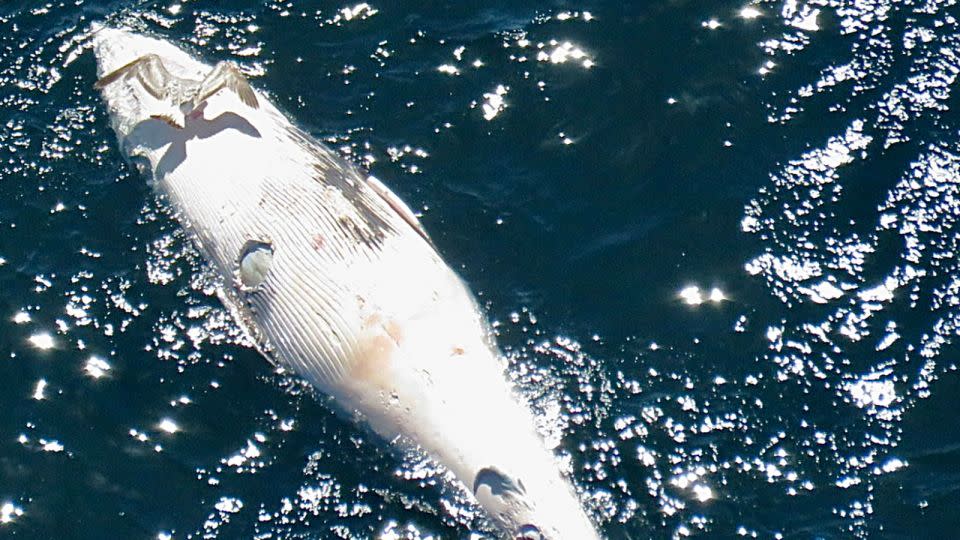 A deceased minke whale was spotted with a white shark bite off Chatham, Massachusetts, on May 21, 2024. - John Chisholm