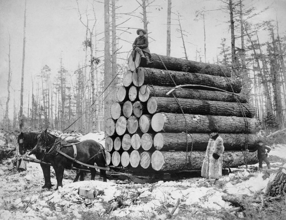 Load of logs being pulled by two horses in winter, circa 1908.