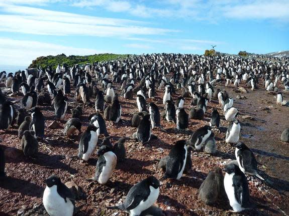 A colony of Adélie penguins on the West Antarctic Peninsula.