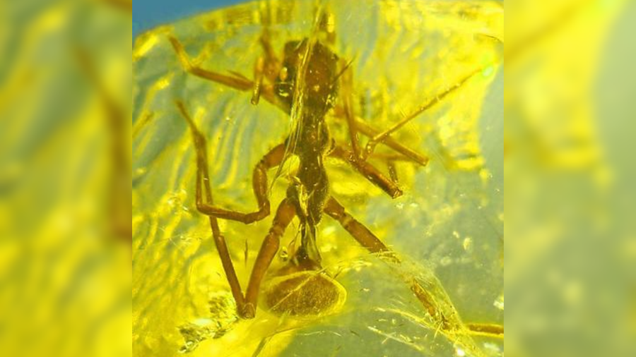 Oregon State University researcher finds fossil of shapeshifting spider