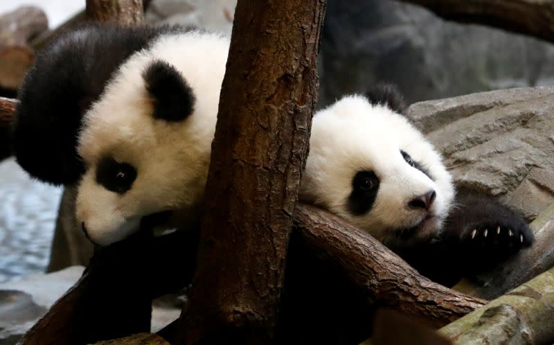 Panda twin cubs Paule (Meng Yuan) and Pit (Meng Xiang) are seen during their first appearance in their enclosure at the Berlin Zoo in Berlin