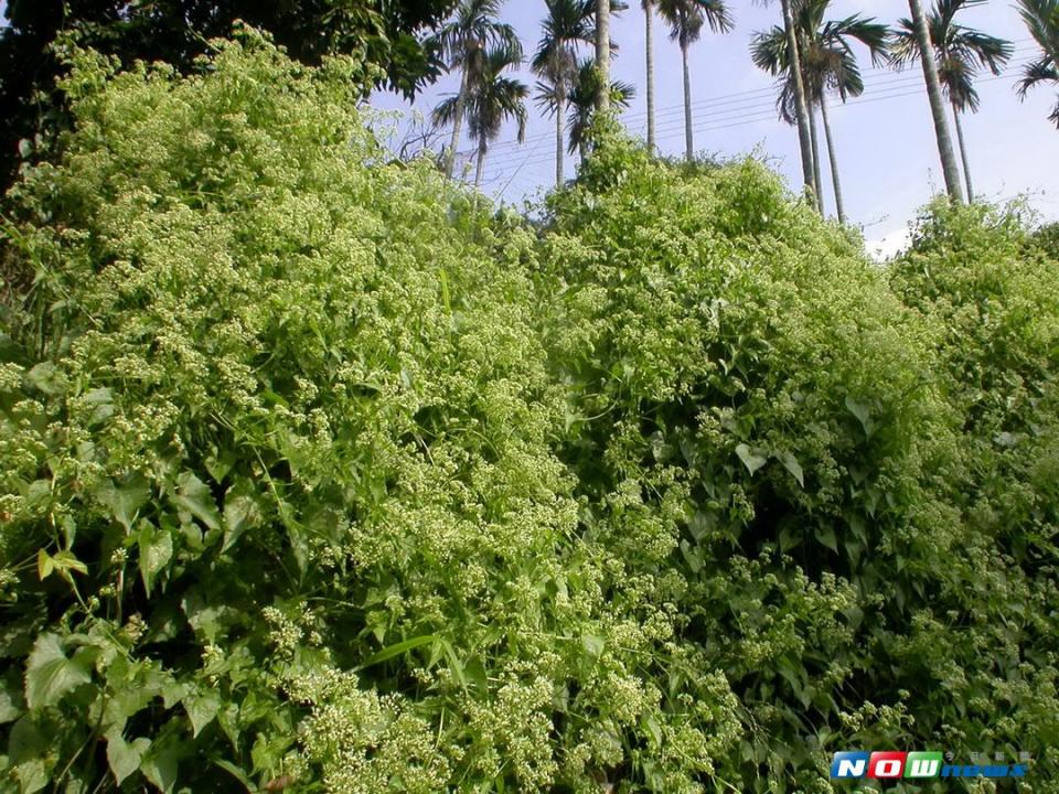 ▲低海拔山區路邊、林道旁，常見有「植物殺手」之稱的小花蔓澤蘭，危害本土植物至鉅。（圖／記者黃玿琮攝2017.8.28）