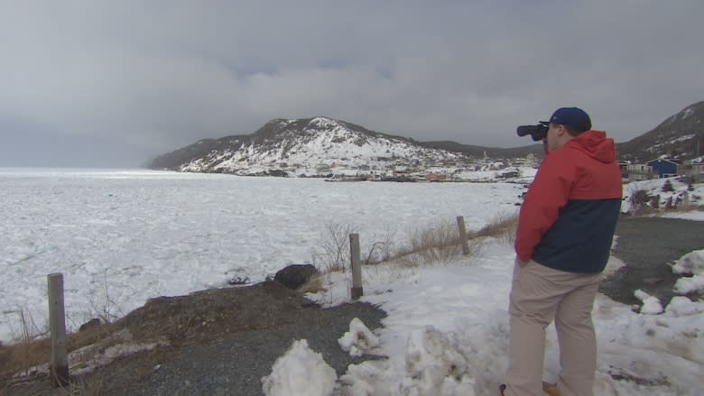 Ice brings seals close to shore for photo op near Portugal Cove-St. Philip's