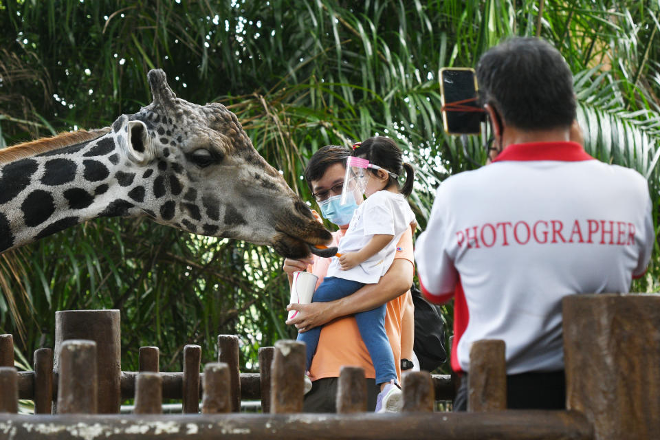 SINGAPORE, July 6, 2020 -- Visitors wearing face masks feed a giraffe in the Singapore Zoo on July 6, 2020. The Singapore Zoo reopened to the public on Monday after the easing of lockdown measures in the fight against COVID-19 pandemic.(Photo by Then Chih Wey/Xinhua via Getty) (Xinhua/ via Getty Images)