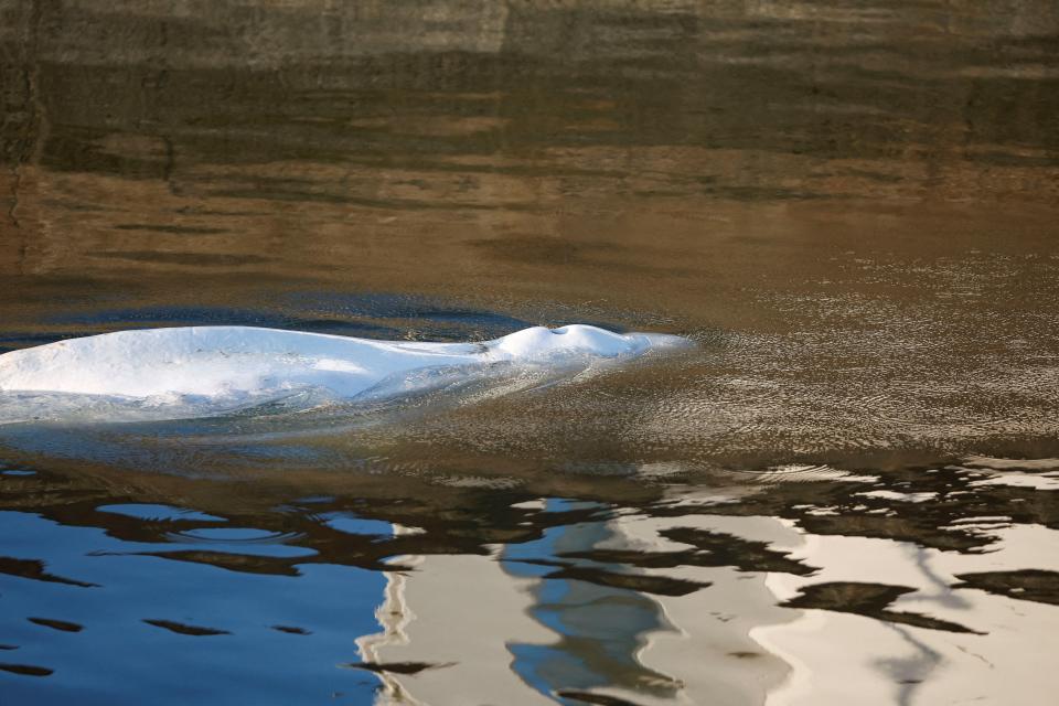 <p>El enorme cetáceo, de cuatro metros y más de 800 kilos, está acostumbrado a vivir en las frías y saladas aguas canadienses. Se cree que entró al río al desorientarse. (Photo by BENOIT TESSIER/POOL/AFP via Getty Images)</p> 