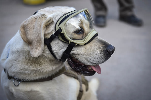 This brand is selling pins of Frida, the famous rescue dog that saved 52 people after Mexico’s earthquake