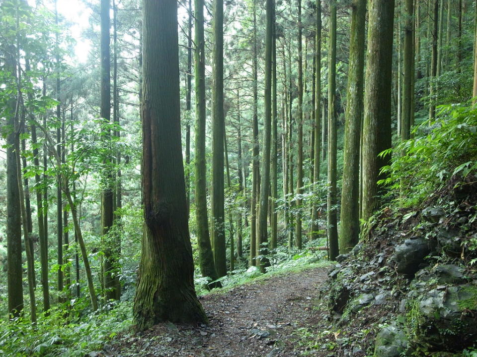 東眼山山區內地形起伏多變，每當午後時常雲霧湧集，繚繞於山林之間（Photo Credit: Kiwi He@Flickr, License: CC BY-SA 2.0，圖片來源：