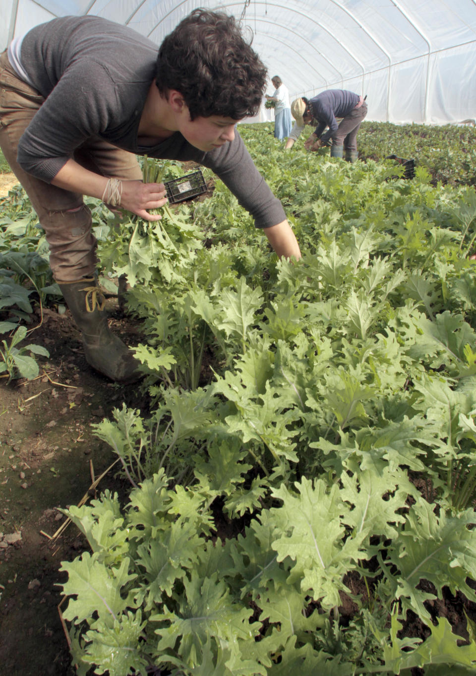 Annie Myers harvests fresh greens for Good Eats CSA (Community Supported Agriculture) on Monday, May 7, 2012 in Craftsbury, Vt. Local food is big in Vermont, which ranks as the top state in a new Locavore Index, based on the number of farmers’ markets and community supported agriculture farms where customers pay ahead for produce and other foods throughout the season. Vermont had 99 farmers’ markets, 164 CSAs, based on USDA data, and a population of 621,760, according to 2010 census. (AP Photo/Toby Talbot)