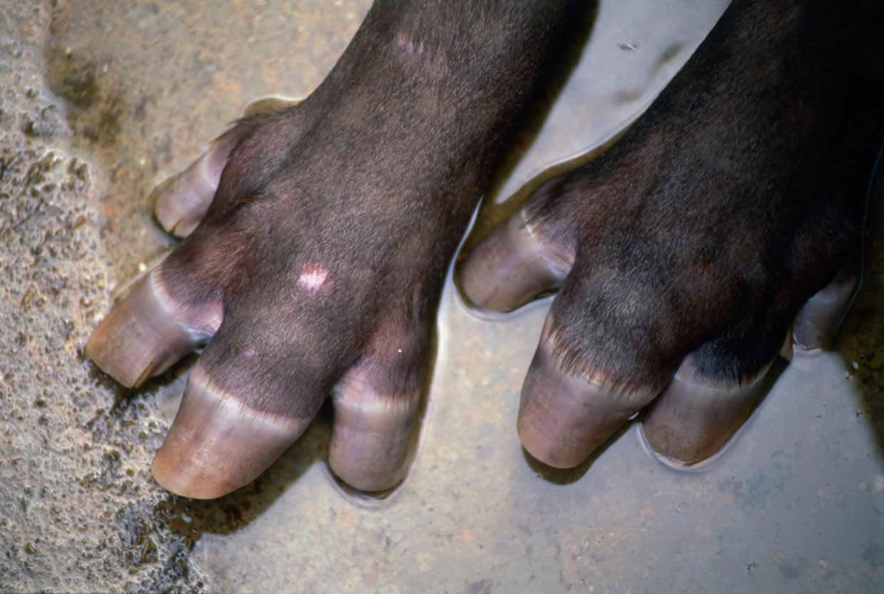 Ancient animals, such as the Eocene Hyracotherium, had feet like those of a modern tapir (Getty)