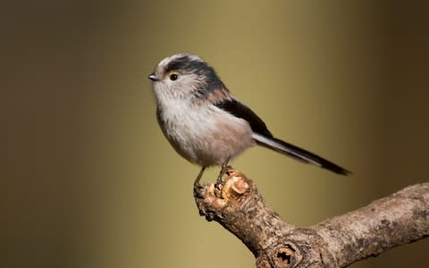  Long Tailed Tit - Credit: &nbsp;Alamy Stock Photo