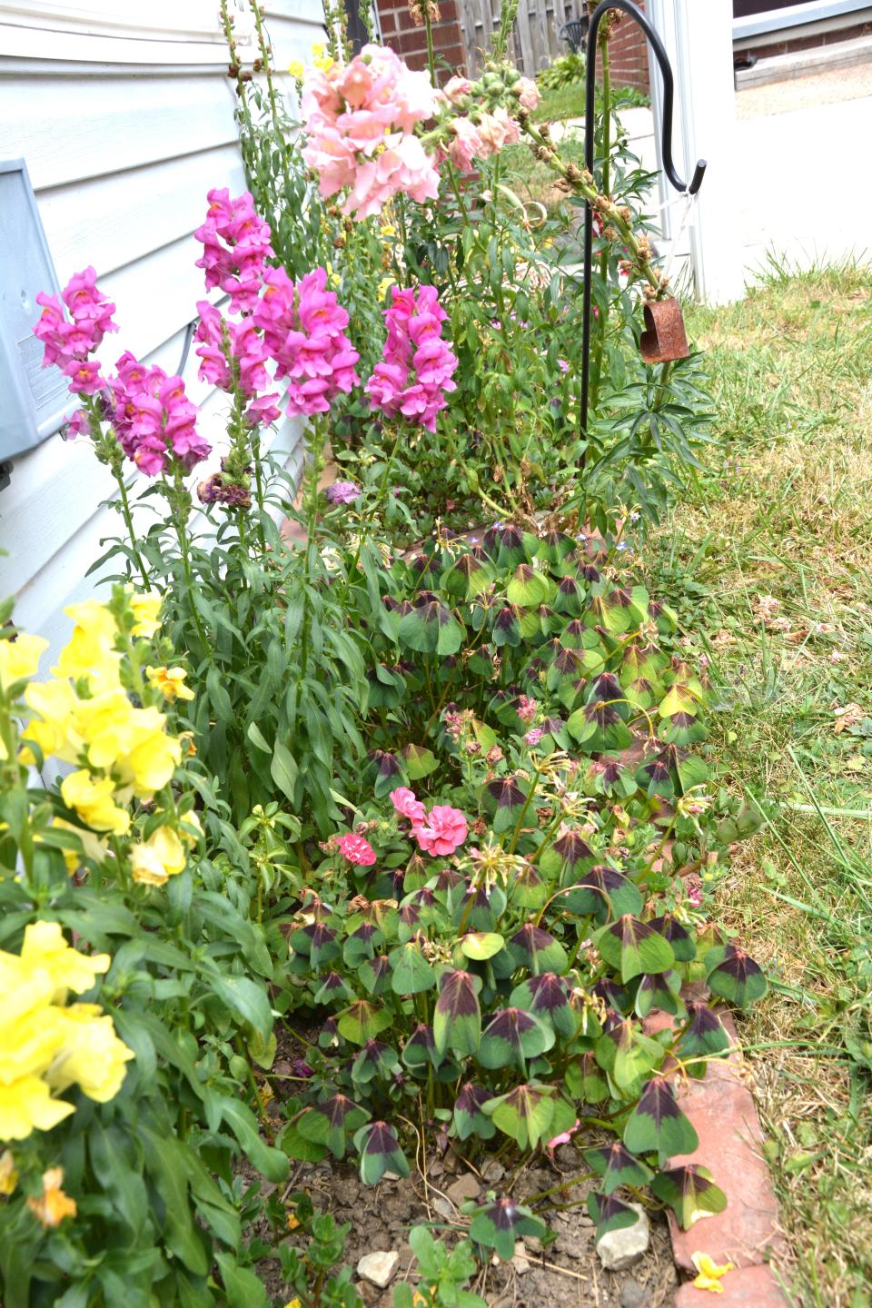 Flower beds are showing the stress of the hot summer sun this week in the county.