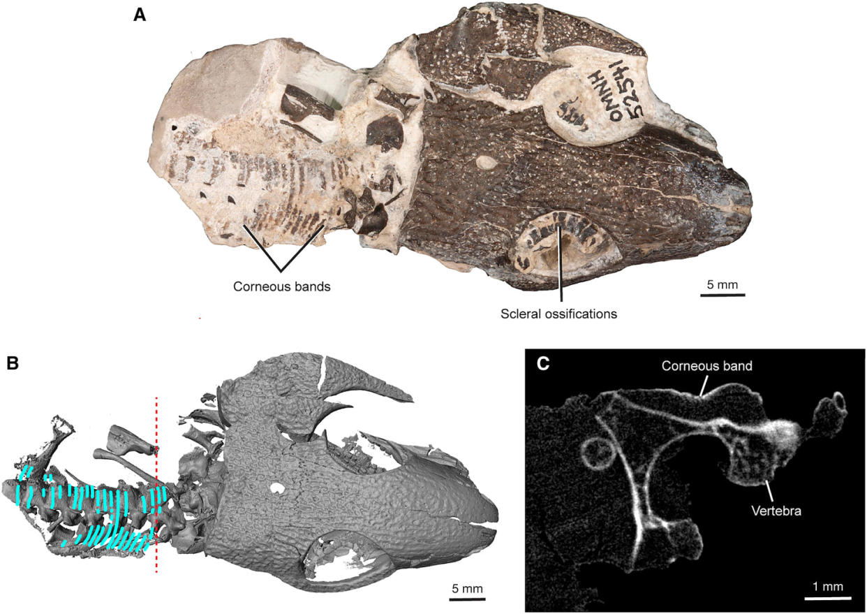 Corneous bands of Captorhinus aguti (OMNH 52541). (Mooney et al. / Current Biology)