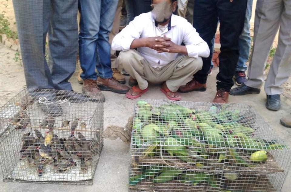 Live parakeets and munias seized by India&rsquo;s Wildlife Crime Control Bureau during road checkpoint inspections. (Photo: Interpol)