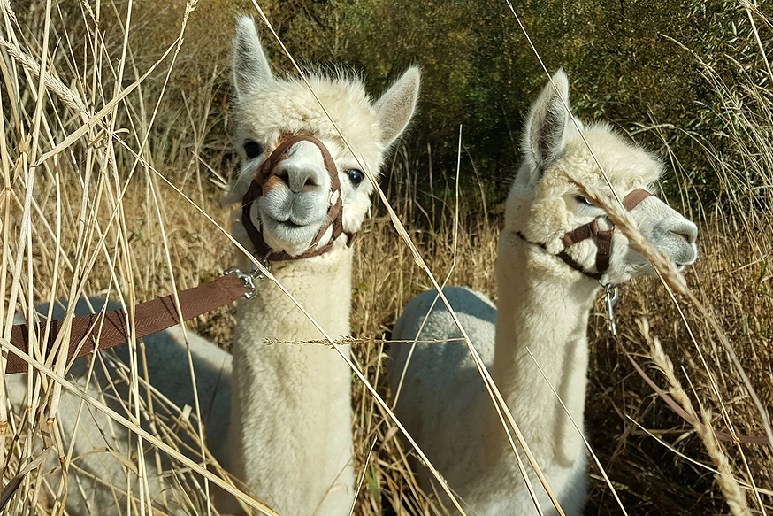 Take a tour of Lingholm Estate with an alpaca in tow: Alpacaly Ever After