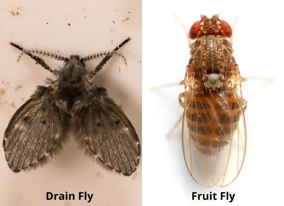 Moth Fly (Left) Vs Fruit Fly (Right)