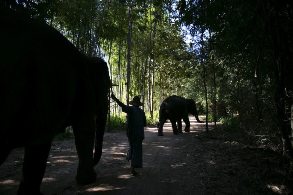 A mahout walks his elephant back into the jungle at an elephant camp at the Anantara Golden Triangle resort in Golden Triangle, northern Thailand.