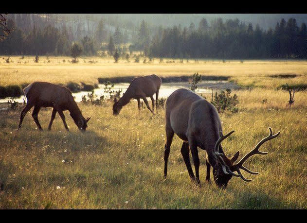 Yellowstone Elk (CaptPiper, Flickr)